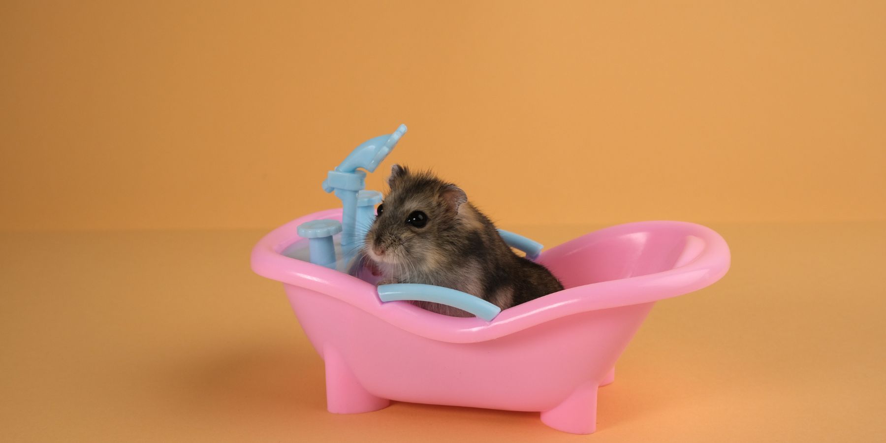 How To Give Your Hamster a Bath!